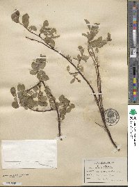 Salix arctica subsp. arctica image