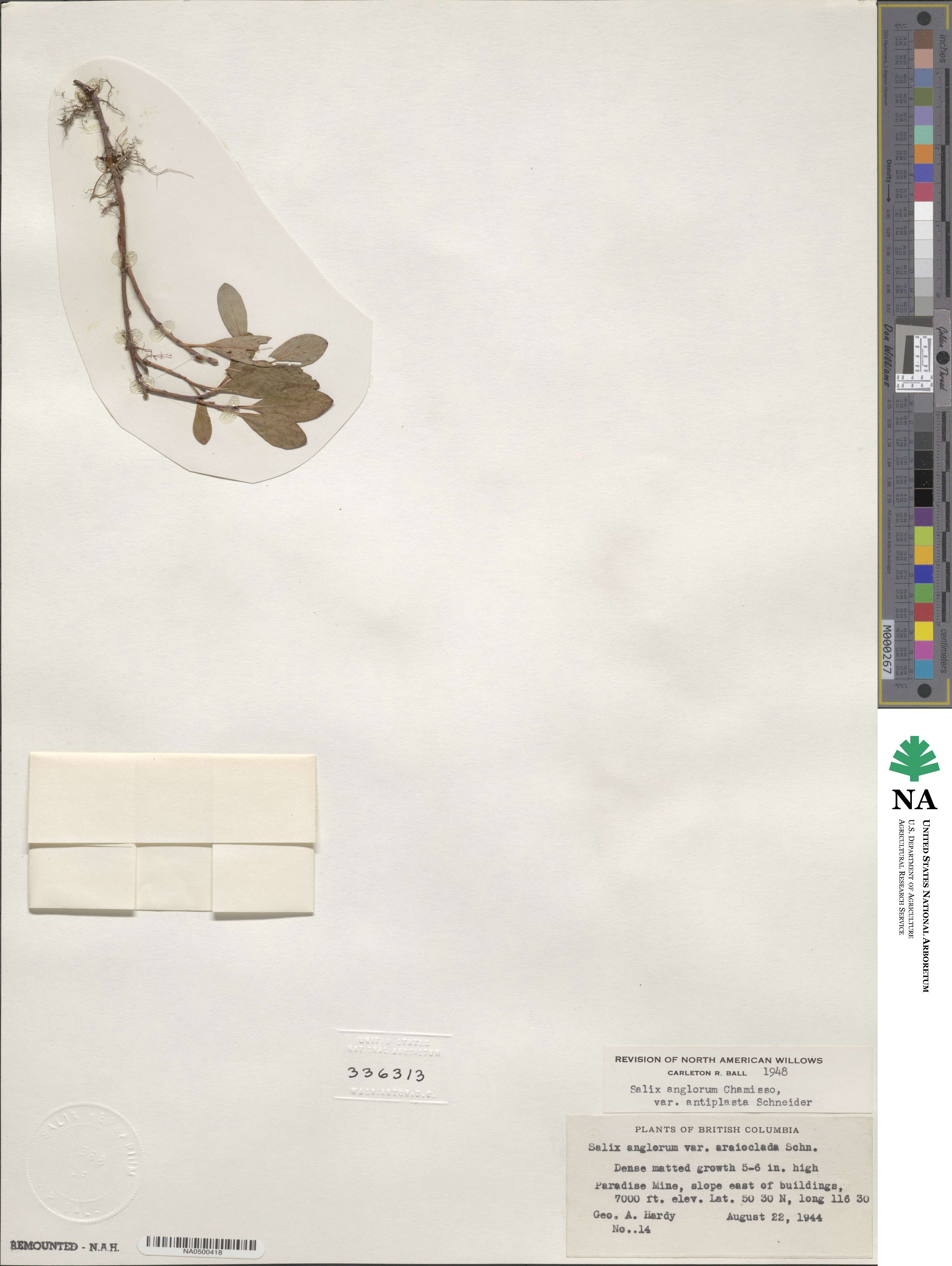 Salix arctica subsp. arctica image