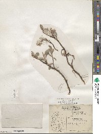 Salix arctica subsp. arctica image