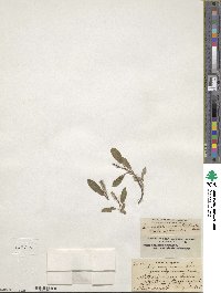 Salix arctica image