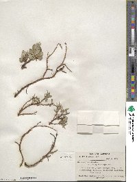 Salix arctica subsp. arctica image