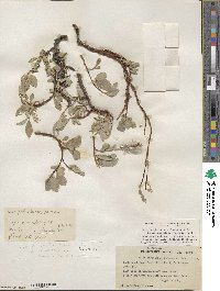 Salix arctica subsp. arctica image