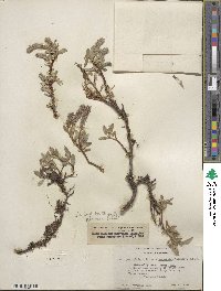 Salix arctica image