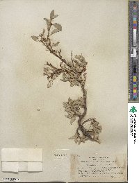 Salix arctica subsp. arctica image