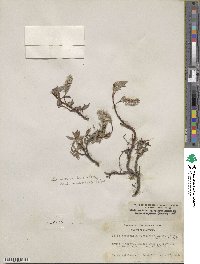 Salix arctica subsp. arctica image