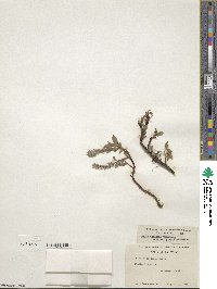 Salix arctica subsp. arctica image