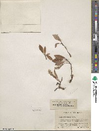 Salix arctica subsp. arctica image