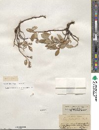 Salix arctica subsp. arctica image