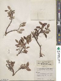 Salix arctica image