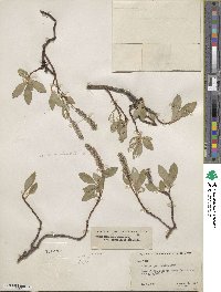 Salix arctica subsp. arctica image