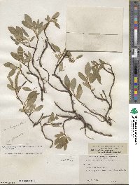 Salix arctica image