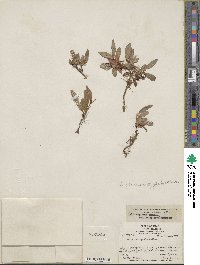 Salix arctica subsp. arctica image