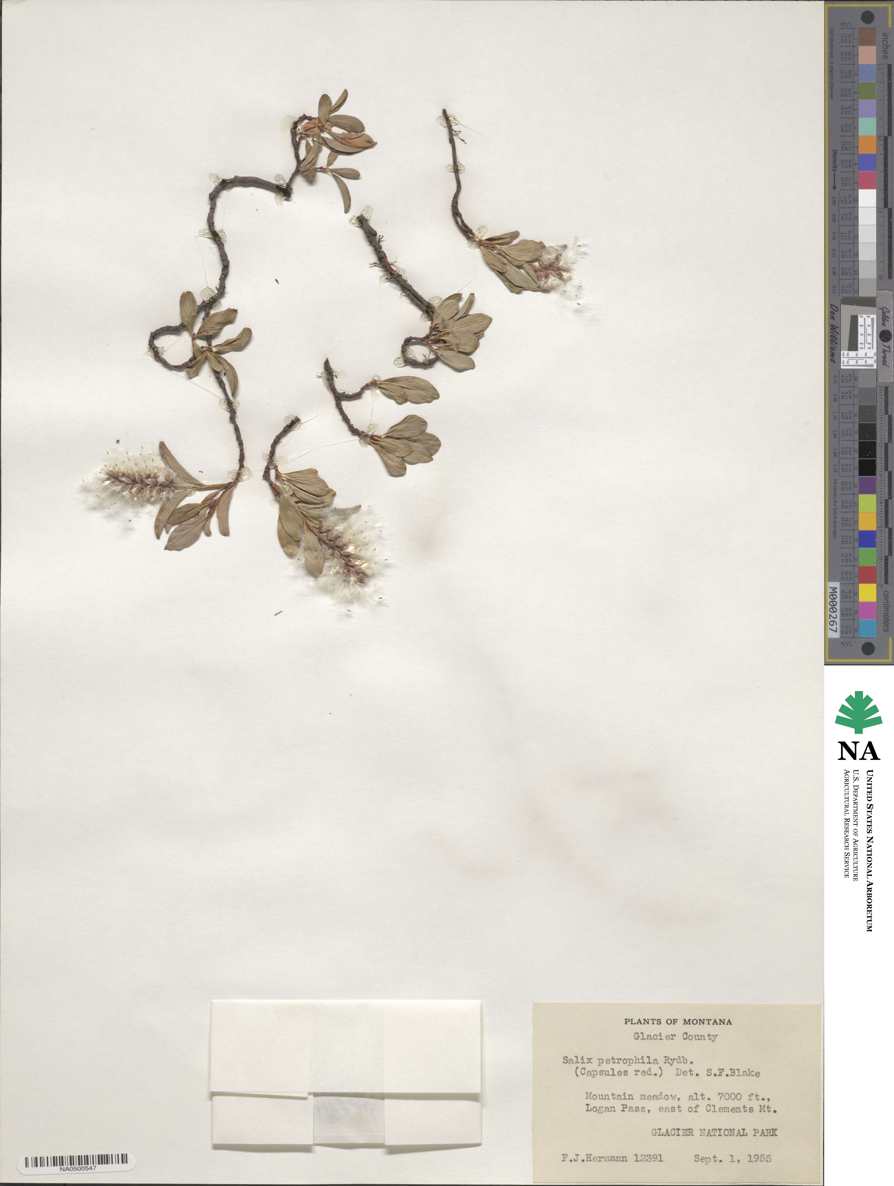 Salix arctica subsp. arctica image