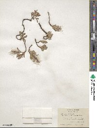 Salix arctica subsp. arctica image