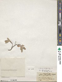 Salix arctica subsp. arctica image