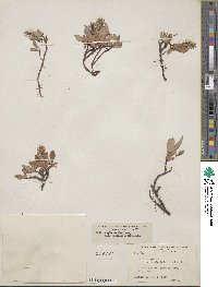 Salix arctica subsp. arctica image