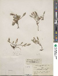 Salix arctica image