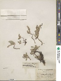 Salix arctica subsp. arctica image