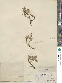 Salix arctica subsp. arctica image