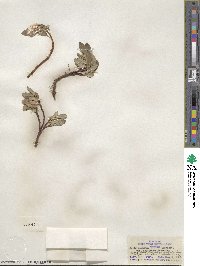 Salix arctica image