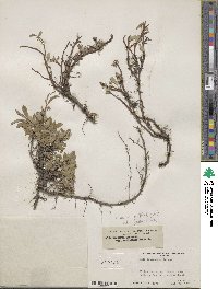 Salix arctica image