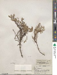 Salix arctica subsp. arctica image