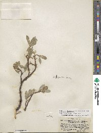 Salix arctica image