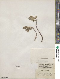 Salix arctica image