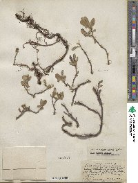 Salix arctica image