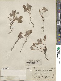 Salix arctica var. araioclada image