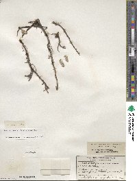 Salix arctica subsp. arctica image