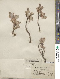 Salix arctica subsp. arctica image