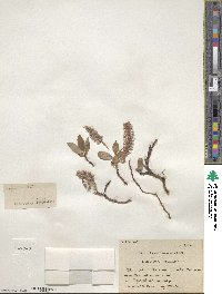 Salix arctica subsp. arctica image