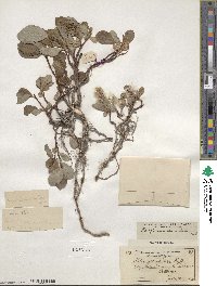 Salix arctica var. araioclada image