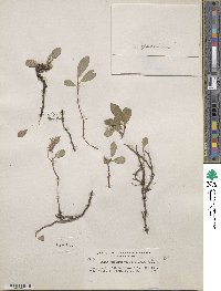 Salix arctica image