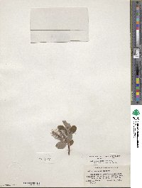 Salix arctica var. araioclada image