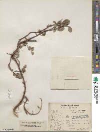 Salix arctica subsp. arctica image