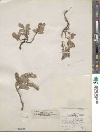 Salix arctica subsp. arctica image