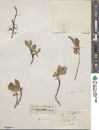 Salix arctica image