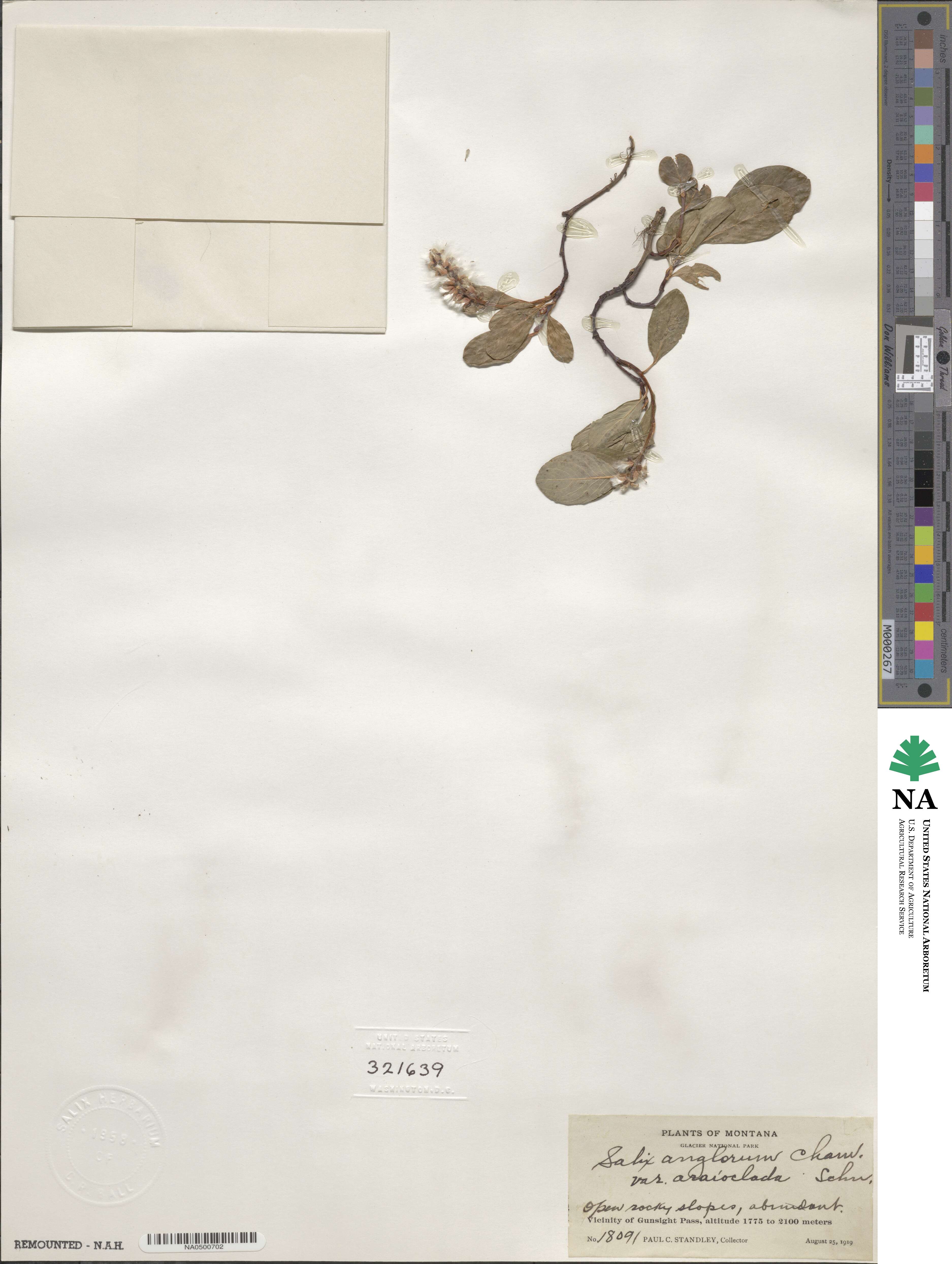 Salix arctica subsp. arctica image