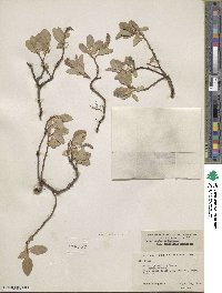 Salix arctica var. araioclada image