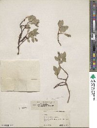 Salix arctica var. araioclada image