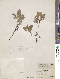 Salix arctica var. araioclada image