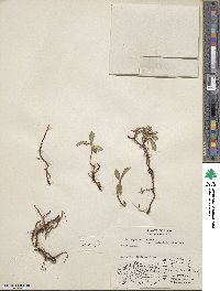 Salix arctica var. araioclada image