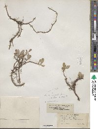 Salix arctica image