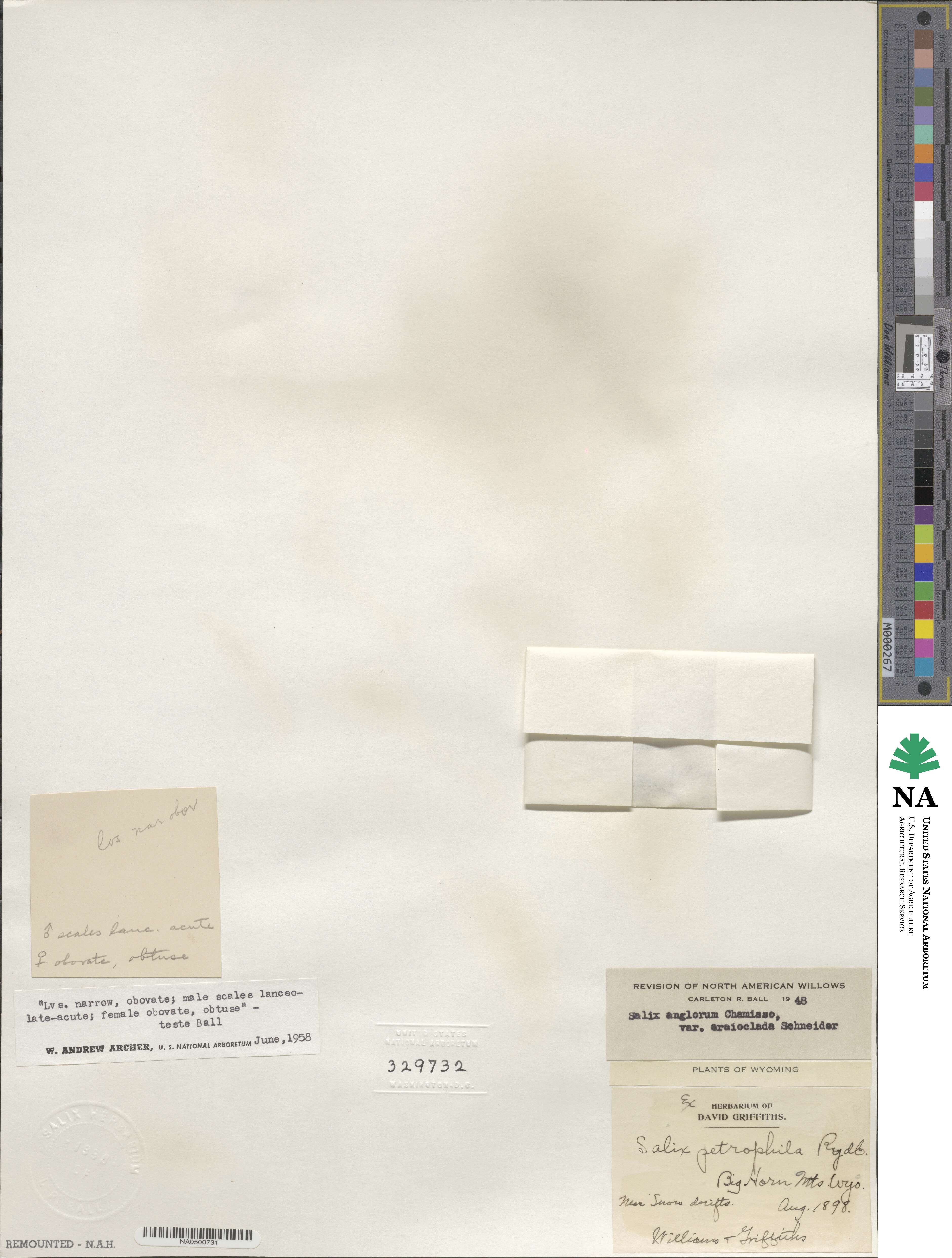 Salix arctica var. araioclada image
