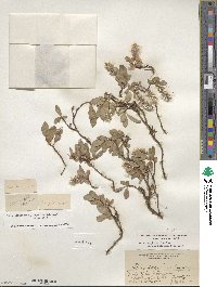 Salix arctica var. araioclada image