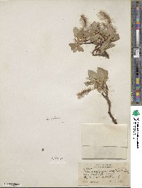 Salix arctica var. araioclada image