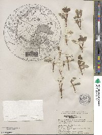 Salix arctica var. araioclada image