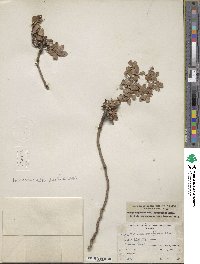 Salix arctica var. araioclada image